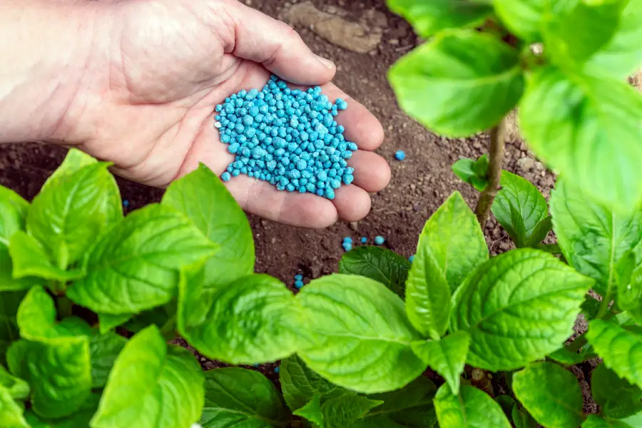 The Importance of Seasonal Lawn Fertilization Services Greeneville, TN