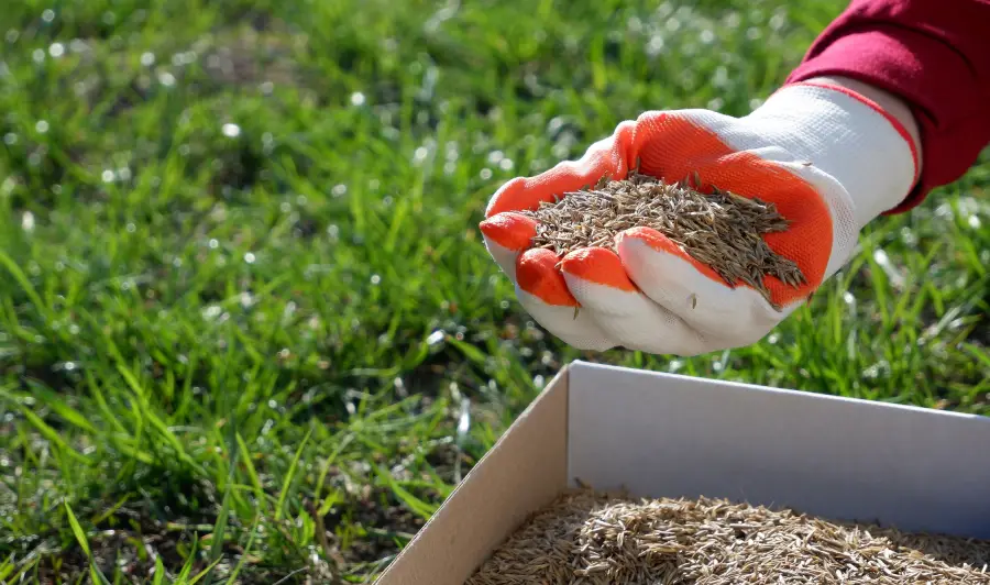 Why Homeowners Choose Lawn Fertilization Services for Healthy Lawns in Greeneville, TN Why Homeowners Choose Lawn Fertilization Services for Healthy Lawns in Greeneville, TN